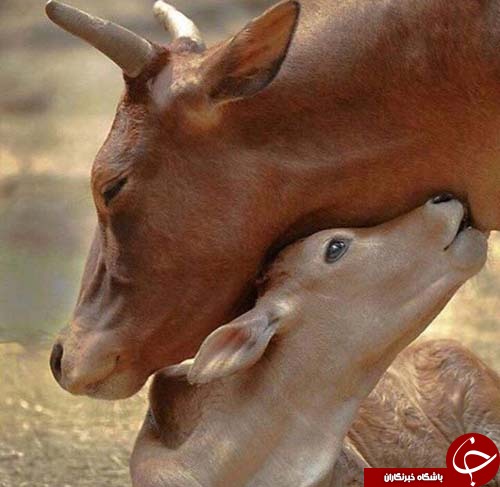 شکوفاشدن مهرمادری دردنیای حیوانات+تصاویر