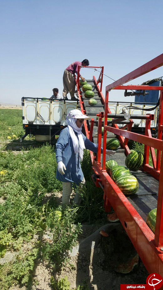 ابداع دستگاهی برای کمک به جمع&zwnj;آوری هندوانه + فیلم و تصاویر