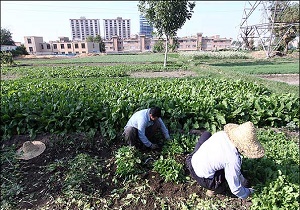 کشت سبزیجات با آب آلوده ؛ مردم تایید می&zwnj;کنند، فرماندار تکذیب!