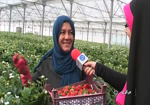 افزایش 15درصدی برداشت توت فرنگی در استان مرکزی + فیلم