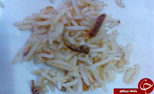 وعده غذایی با طعم کرم +تصاویر