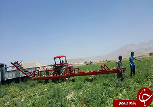 شهروند خبرنگار: ابداع دستگاهی برای کمک به جمع‌آوری هندوانه + فیلم و تصاویر