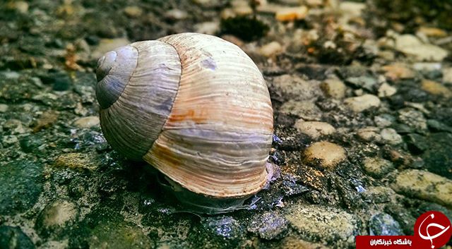 ثبت لحظه های ناب در اینستاگرام نشنال جئوگرافی