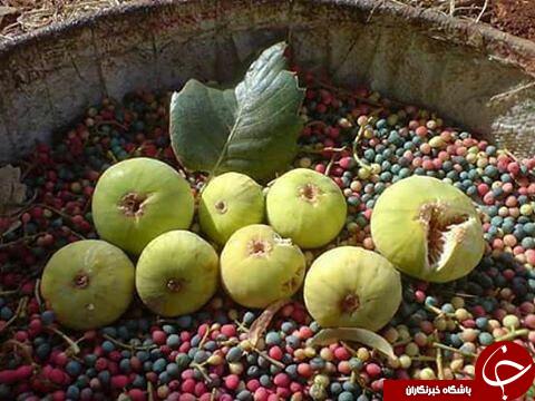 عکس هایی که بوی زندگی می دهد