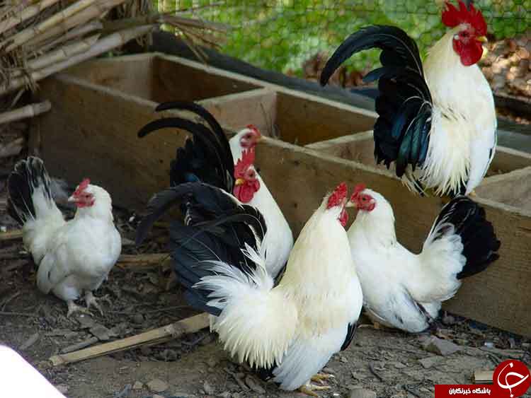 عکس هایی که بوی زندگی می دهد
