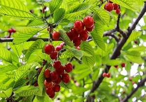 آغاز برداشت گیلاس در شهرستان کوثر