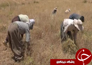 از استقبال کشاورزان تا افزایش 15درصدی برداشت توت فرنگی + فیلم