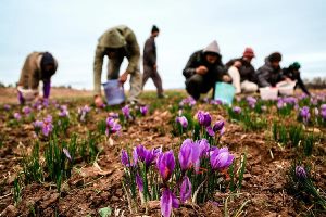 راه اندازی دهکده گیاهان دارویی در شهرستان خوسف