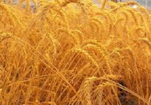 تولید 26 هزار تن گندم مازاد مصرف