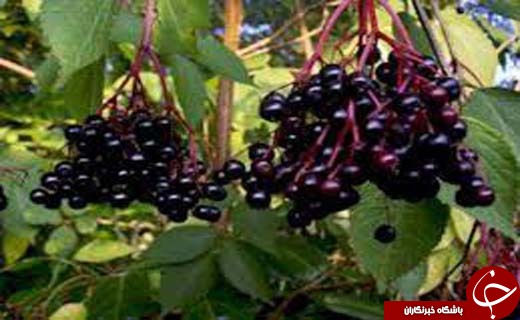 در سیب زمینی, گوجه فرنگی و بادمجان, این قسمت ها خوردنی نیستند!