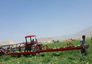 شهروندخبرنگار: ابداع دستگاهی برای کمک به جمع‌آوری هندوانه + فیلم و تصاویر