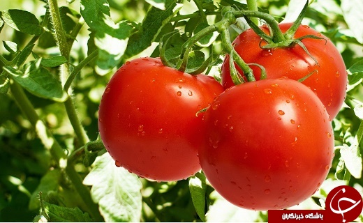این قسمتها در سیب زمینی، گوجه فرنگی و بادمجان خوردنی نیستند!