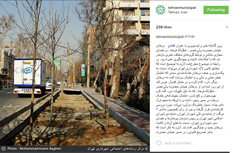 شهرداری: تمام درختان قطع شده خشک بودند/حقانی:نمی توانم در این خصوص نظر بدهم