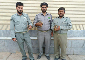 دستگیری شکارچی متخلف در خواف