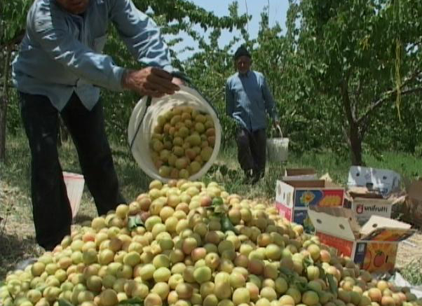 تولید 3 هزار و 500 تن میوه تابستانی درشهرستان نهاوند