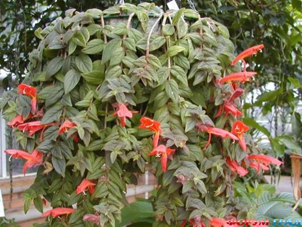 گیاه آپارتمانی کلومنیا فرح بخش خانه+تصاویر