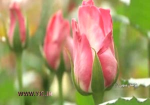 برداشت گل رُز از تنها گلخانه شرق کشور + فیلم
