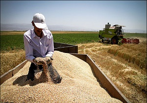 خرید بیش از 100 هزار تن گندم در استان اردبیل
