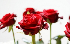روزانه 700 شاخه گل رز هیدروپونیک در بیرجند تولید می شود