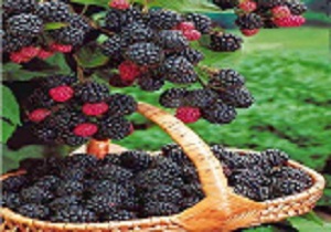 شاه توت میوه ای تابستانی و دارای  آنتی‌اکسیدان‌