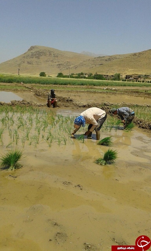 برنج&zwnj;کاری در شالیزارهای لرستان + تصاویر