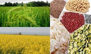 ابلاغيه ابتكار فاقد وجاهت قانوني است/ لغو شيوه نامه محصولات تراريخته