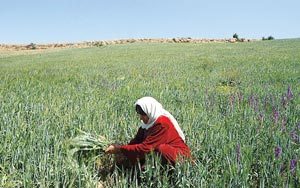 راه اندازی 29 صندوق اعتبارات خرد ویژه زنان روستایی درآذربایجان شرقی