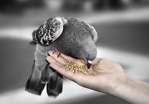 یازدهم ماه رمضان: روز غذا دادن به حیوانات