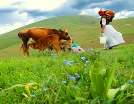 کوبش سمها ، برسبزه ها