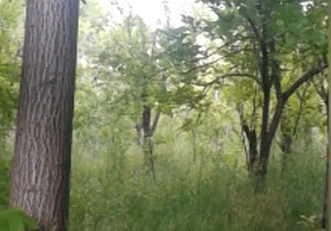 صدای روح&zwnj;نواز طبیعت در روستای گوشه + فیلم