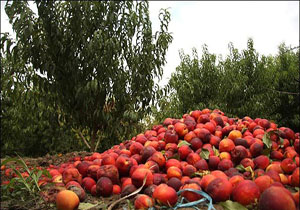 میوه هایی با طعم هدر رفت سرمایه ملی