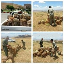دستگیری چهار نفر متخلف زنده گیری پرندگان وحشی در بوکان