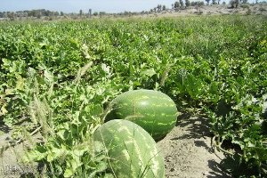 بیش از 6 هزار هکتارسطح زیر کشت محصولات جالیزی در استان