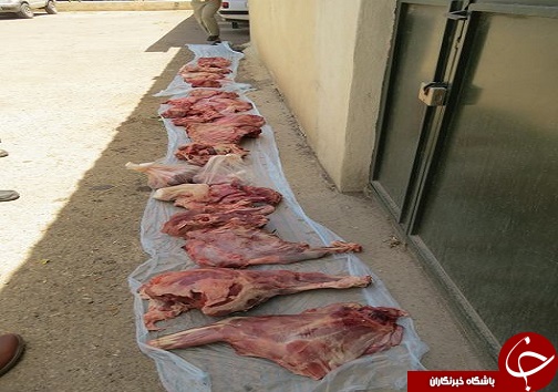 دستگیری چهار شکارچی متخلف