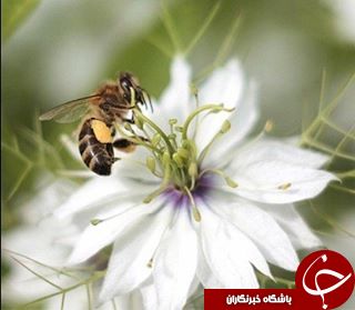 دیدنی های شگفت انگیز دنیا ازلنزدوربین نشنال جئوگرافی+13 عکس