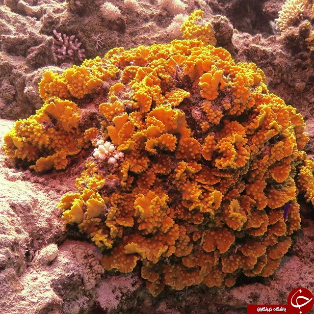 دیدنی های شگفت انگیز دنیا ازلنزدوربین نشنال جئوگرافی+13 عکس