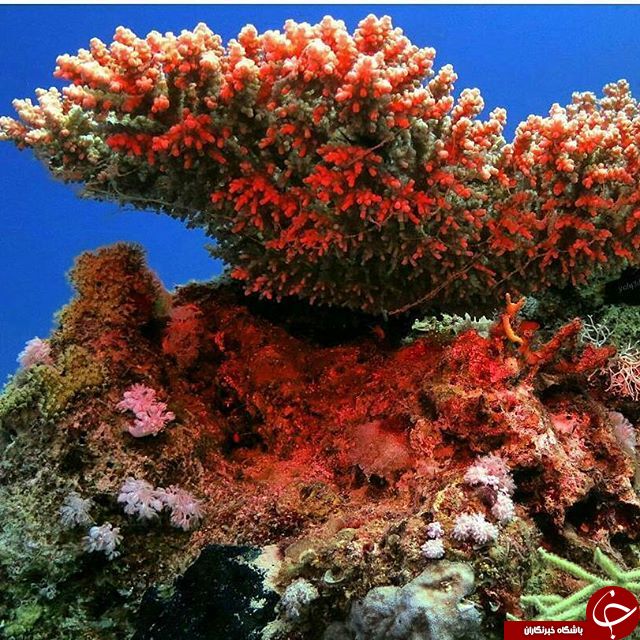 دیدنی های شگفت انگیز دنیا ازلنزدوربین نشنال جئوگرافی+13 عکس