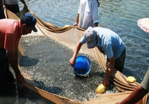 رتبه نخست لرستان در زمینه تولید بچه ماهی