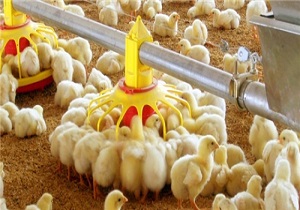 چالش های پیش روی صنعت مرغداری /پیشروی برخی واحدها تا مرز ورشکستگی