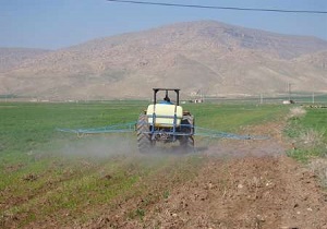 پایان مبارزه با آفت سن در مزارع گندم و جو درآبیک