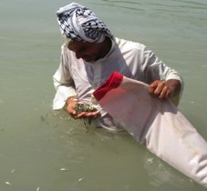 بچه ماهی بنی، برزم و شیربت در تالاب شادگان