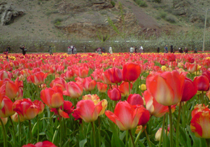 تصاویری زیبا از طبیعت رامسر