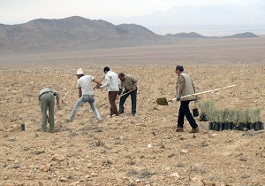 نهالکاری اراضی بیابانی در شهرستان آرادان