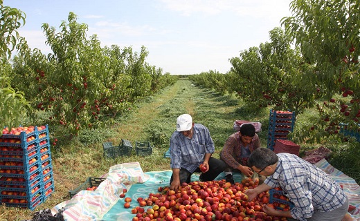 نپرداختن بیمه باغات، سنگی دیگر جلوی پای باغدارن