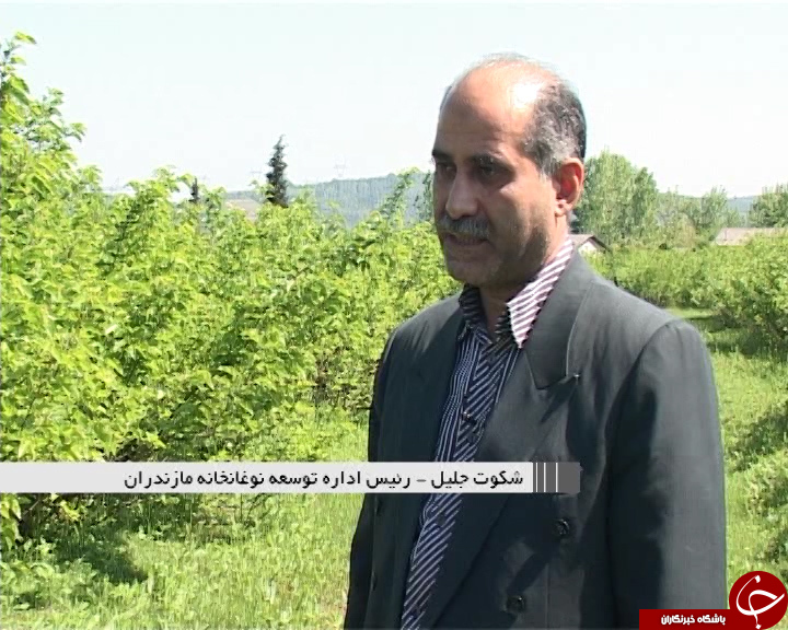 به اغما رفتن صنعت نوغانداری در مازندران