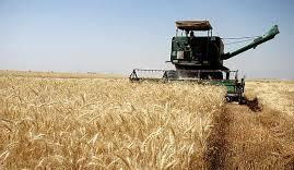 خرید یک میلیون تن گندم از کشاورزان گلستانی