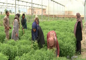 راه حل طبیعی برای بیماران دیابتی + فیلم