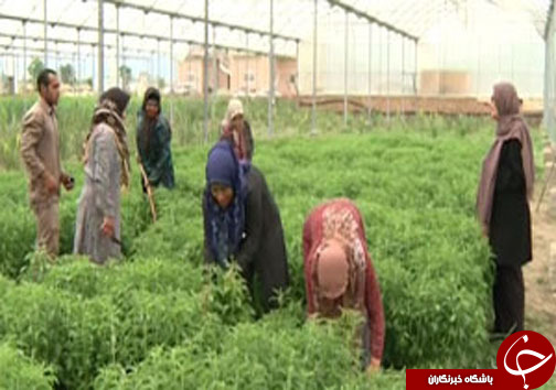 از دیاری با عطر و طعم به یاد ماندنی تا راه حل طبیعی برای بیماران دیابتی + فیلم