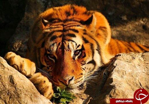 ژست دیدنی حیوانات در پرتو خورشید