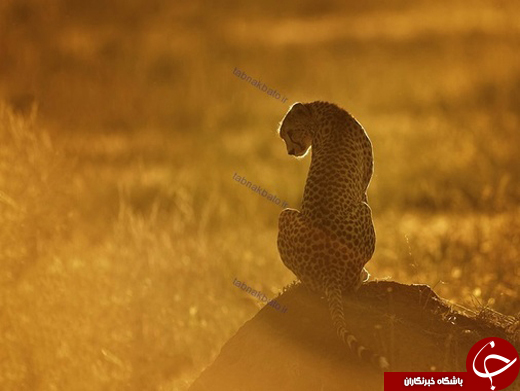 ژست دیدنی حیوانات در پرتو خورشید
